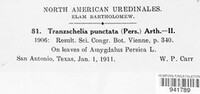 Tranzschelia discolor image